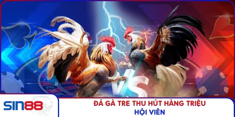 Đá Gà Tre - Chiến Thuật Hiệu Quả, Rinh Thưởng Khủng 2026 2 Đá gà tre thu hút hàng triệu hội viên