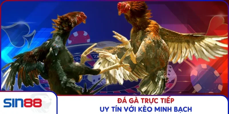 Đá Gà Trực Tiếp SIN88 - Kịch Tính Từng Giây, Thưởng Lớn 2 Đá gà trực tiếp uy tín với kèo minh bạch