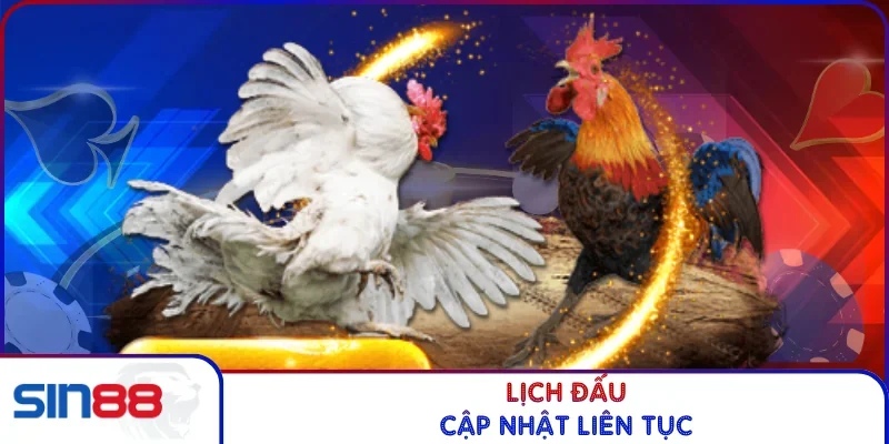 Đá Gà Trực Tiếp SIN88 - Kịch Tính Từng Giây, Thưởng Lớn 3 Lịch đấu cập nhật liên tục